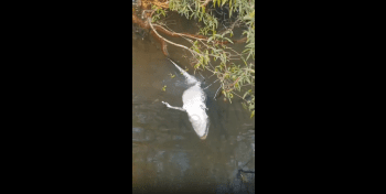 Guy Seen Piranhas Eating A Crocodile