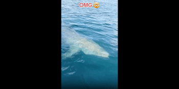 Guys On A Small Boat Was Amazed At This 30 Foot Great White Shark That Was Circling Around Them