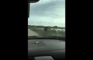Dude Just Witnessed A Moose Drowning In Front Of Him And Didn’t Even Help