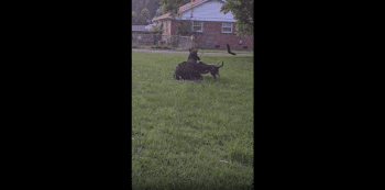 Horse Had No Chance Against The Aggressive Pitbull Dogs