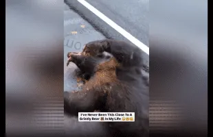 Dude Was Shocked After He Seen A Big Lifeless Bear On The Side Of The Road