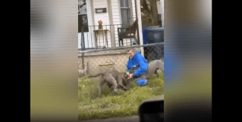 Owner Had A Difficult Time Getting Two Big Pitbulls Off This Small Dog