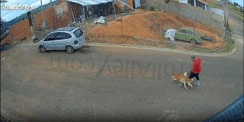 Theses Dogs Was Not Playing With This Guy In Brazil