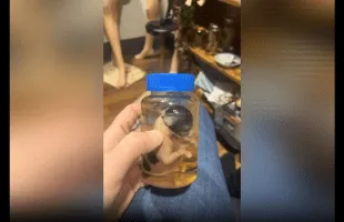 Girl Mind Was Blown After She Seen A Preserved Bully Pup In A Jar And Was Still Standing, After It Died Years Ago