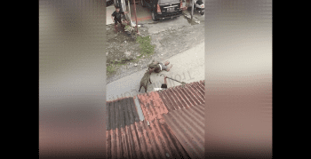 Wild Boar Getting Revenge On The Guy That Caught Him For Dinner