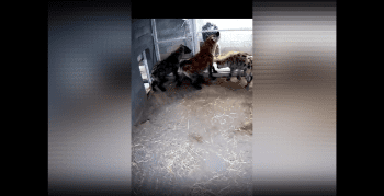 Dude Thought Petting A Hyena Was A Good Idea