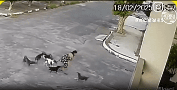 Woman Gets Saved By Men On A Motorcycles After A Group Of Stray Dogs Was Tagging Her