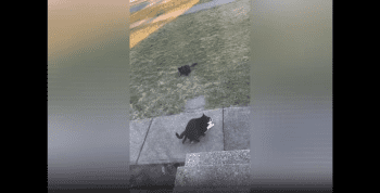 Dude Was Mad After He Seen His Cat Getting A Train Ran On Her