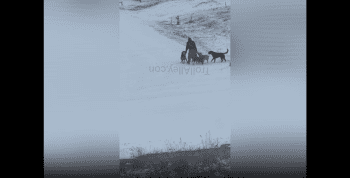 Thief Gets His Pants Rip To Shreds By A Pack Of Dogs In Snowy Weather