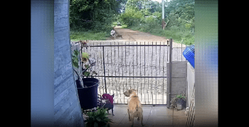 Woman Was Scared To Help A Man That Was Getting Attacked By two Stray Dogs So She Did This Instead