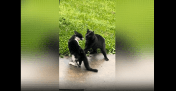 Cat Thought He Could Just Turn His Back On A Fade And Gets Handled