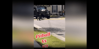 Pitbull Does A Smooth Approach And Attacks A Police K9 Dog For Barking At His Owner While He Was Getting Arrested