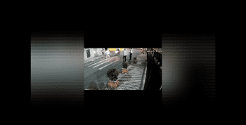 Old Man Forgot To Look Both Ways While Crossing The Street And This Happened