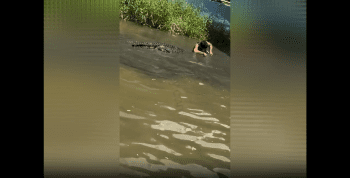Dude Was Playing With A Alligator And This Happened