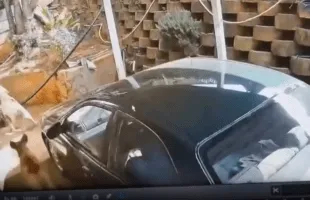 Intruder Gets Taken Down By 3 Trained Dogs After He Tried To Break Into A Single Woman House