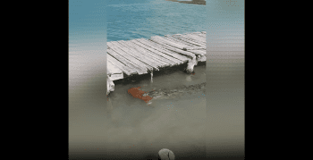 A Dog Ran Away And His Owner Found Him Like This