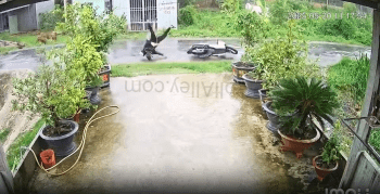 Power Lines Took This Biker Out!