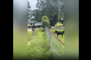 Woman Got Her Dog Shot After She Refused To Take Him In The House