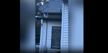 People Are Angry After A Man Shot And Killed A Raccoon With A Pellet Gun And It Started Having A Seizure