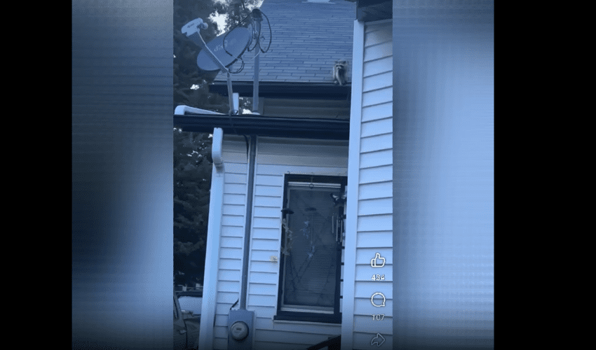 People Are Angry After A Man Shot And Killed A Raccoon With A Pellet Gun And It Started Having A Seizure