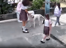 This What Happens When Owners Are Careless About Their Pitbull