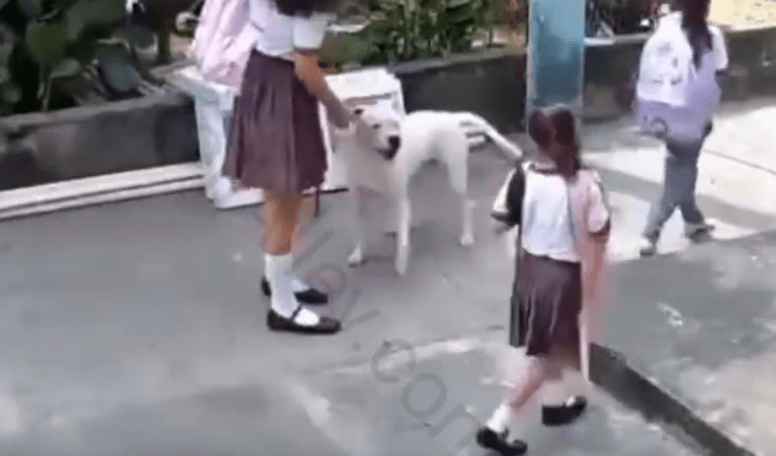 This What Happens When Owners Are Careless About Their Pitbull