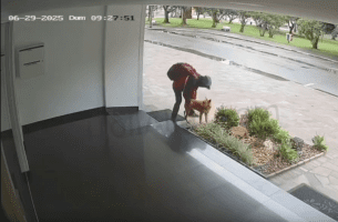 Dude Gets Caught On Camera Doing This To A Stray Dog
