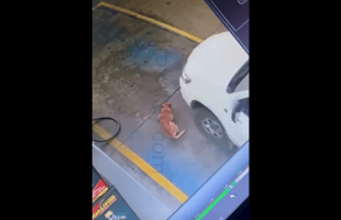 Stray Dog Last Day Being Homeless