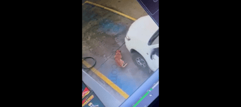 Stray Dog Last Day Being Homeless