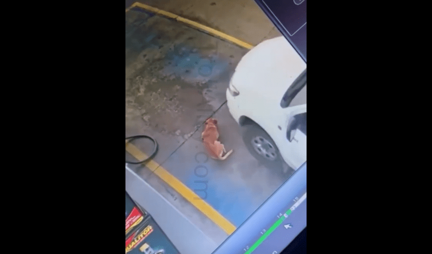 Stray Dog Last Day Being Homeless