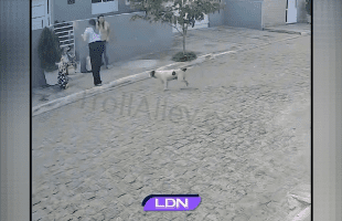 Two Mothers Protects Their Small Daughters From Pitbull That Targeted Them At Bus Stop