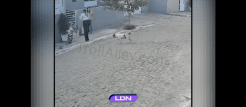 Two Mothers Protects Their Small Daughters From Pitbull That Targeted Them At Bus Stop