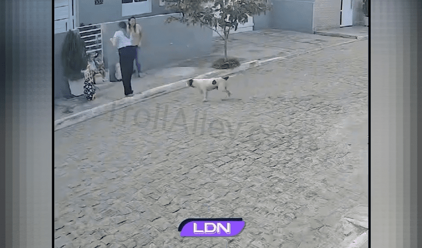 Two Mothers Protects Their Small Daughters From Pitbull That Targeted Them At Bus Stop