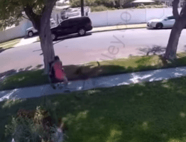 Girl That Was Pretending To Be Disabled In A Wheelchair For A Disability Check, Caught On Camera Doing This To A Dog