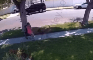 Girl That Was Pretending To Be Disabled In A Wheelchair For A Disability Check, Caught On Camera Doing This To A Dog