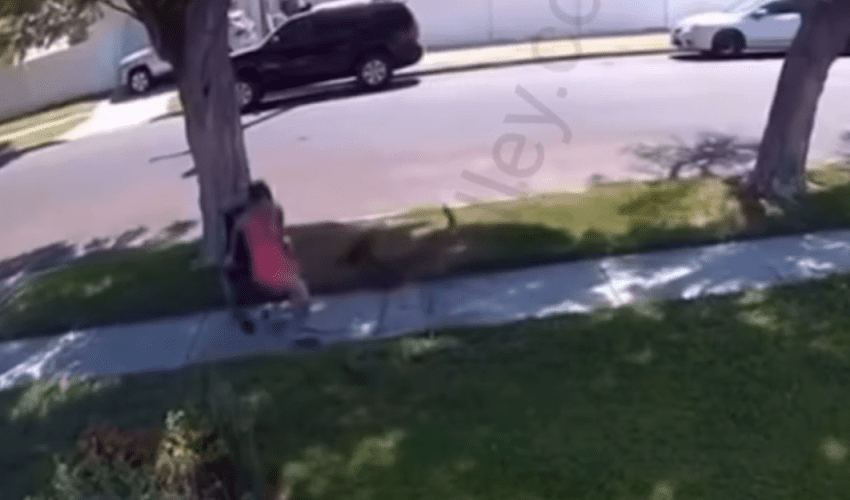 Girl That Was Pretending To Be Disabled In A Wheelchair For A Disability Check, Caught On Camera Doing This To A Dog