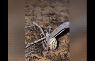 People Are Saying This Guy Is Cruel For Dropping A Big Spider In A Nest Of Ants