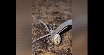 People Are Saying This Guy Is Cruel For Dropping A Big Spider In A Nest Of Ants