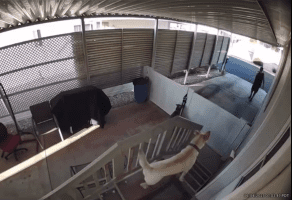 Dude Got Tired Of His Neighbors Dogs Barking So He Handled It Himself