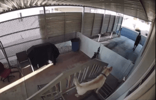 Dude Got Tired Of His Neighbors Dogs Barking So He Handled It Himself