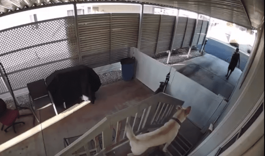 Dude Got Tired Of His Neighbors Dogs Barking So He Handled It Himself