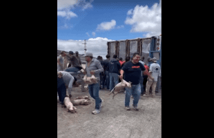 Raid Of Drivers Comes Together To Steal Pigs After A Trailer Loaded With Smalls Pigs Flipped Over On The Road