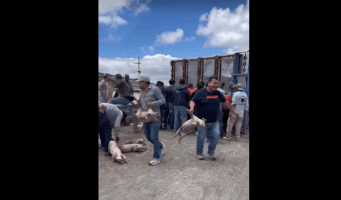Raid Of Drivers Comes Together To Steal Pigs After A Trailer Loaded With Smalls Pigs Flipped Over On The Road
