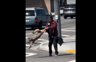 Homeless Guy Caught Slanging A Coyote Around In Cali
