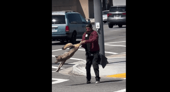 Homeless Guy Caught Slanging A Coyote Around In Cali