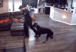 Fort Worth Firefighter Caught On Video Violating A His Pet Dog