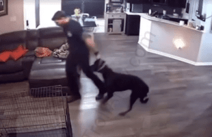 Fort Worth Firefighter Caught On Video Violating A His Pet Dog