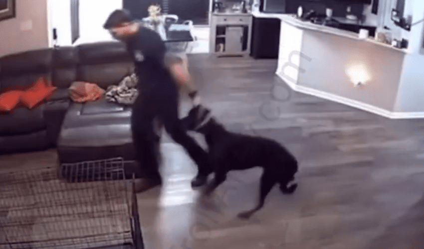 Fort Worth Firefighter Caught On Video Violating A His Pet Dog