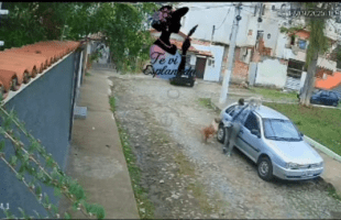 Woman Tried To Save Her Small Dog From A Big Dog But It Was Too Late