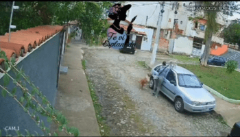 Woman Tried To Save Her Small Dog From A Big Dog But It Was Too Late